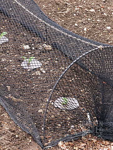 PIGEON_NETTING_AND_FELT_CIRCLES_FOR_CABBAGE_ROOT_FLY_CONTROL