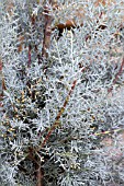 CUPRESSUS ARIZONICA FASTIGIATA GLAUCA