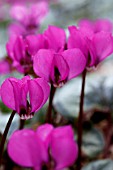 CYCLAMEN COUM RUBRUM