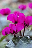 CYCLAMEN COUM RUBRUM