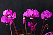 CYCLAMEN COUM RUBRUM