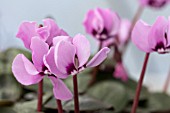 CYCLAMEN COUM