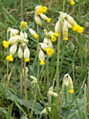 PRIMULUS VERIS,  COWSLIP