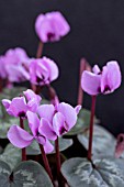 CYCLAMEN COUM