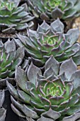 ECHEVERIA BLACK KNIGHT