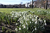 GALANTHUS NIVALIS