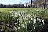 GALANTHUS NIVALIS