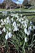 GALANTHUS NIVALIS