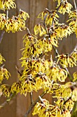 HAMAMELIS X INTERMEDIA ARNOLD PROMISE