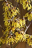 HAMAMELIS X INTERMEDIA ARNOLD PROMISE