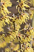 HAMAMELIS X INTERMEDIA ARNOLD PROMISE