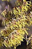 HAMAMELIS X INTERMEDIA ARNOLD PROMISE