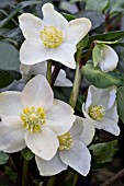 HELLEBORUS CHRISTMAS CAROL