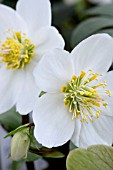 HELLEBORUS NIGER CHRISTMAS CAROL