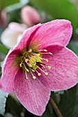 HELLEBORUS HGC MADAME LEMONNIER