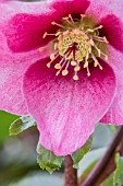 HELLEBORUS HGC MADAME LEMONNIER