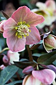 HELLEBORUS HGC MERLIN