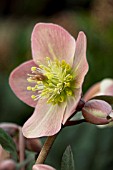 HELLEBORUS HGC MERLIN