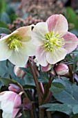 HELLEBORUS HGC MERLIN