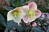 HELLEBORUS HGC MERLIN