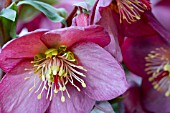 HELLEBORUS ICE N ROSES ROSE