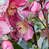 HELLEBORUS ICE N ROSES ROSE