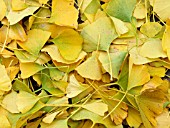 GINKGO BILOBA AUTUMN FALLEN LEAVES