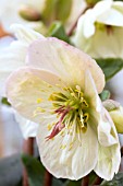 HELLEBORUS ICE N ROSES WHITE