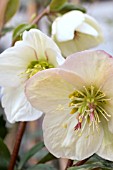 HELLEBORUS ICE N ROSES WHITE