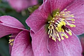 HELLEBORUS MADAME LEMONNIER