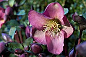 HELLEBORUS HGC PINK FROST