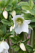 HELLEBORUS NIGER HGC JACOB