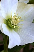 HELLEBORUS NIGER HGC JACOB