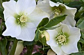 HELLEBORUS NIGER HGC JACOB