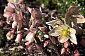 HELLEBORUS X ERICSMITHII WINTER SUNSHINE