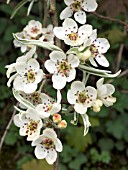 PYRUS SALICIFOLIA PENDULA,  WEEPING PEAR