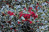 ILEX AQUIFOLIUM HANSWORTH NEW SILVER