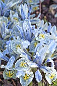 IRIS RETICULATA KATHERINE HODGKIN