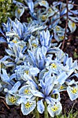 IRIS RETICULATA KATHERINE HODGKIN