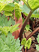 RHEUM PALMATUM,  WATER RHUBARB