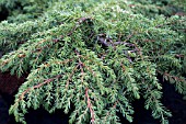 JUNIPERUS COMMUNIS GREEN CARPET