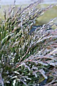 JUNIPERUS HORIZONTALIS ANDORRA VARIEGATA