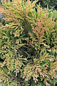 JUNIPERUS HORIZONTALIS LIME GLOW