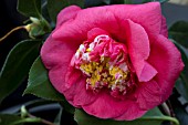 CAMELLIA JAPONICA R L WHEELER