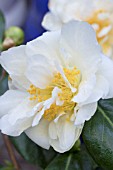 CAMELLIA JAPONICA SILVER ANNIVERSARY