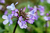 CARDAMINE QUINQUEFOLIA