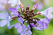 CARDAMINE QUINQUEFOLIA