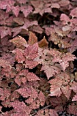 CORYDALIS CHOCOLATE STAR