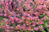 ERICA DARLEYENSIS AUREIFOLIA TWEETY