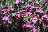 HELLEBORUS PENNYS PINK